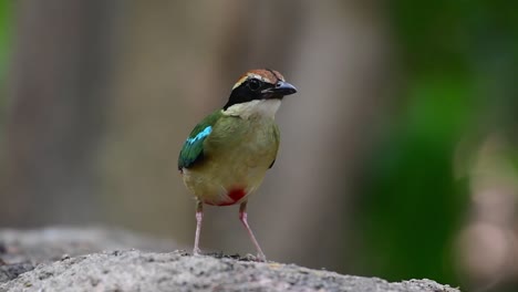 fairy pitta, pitta nympha