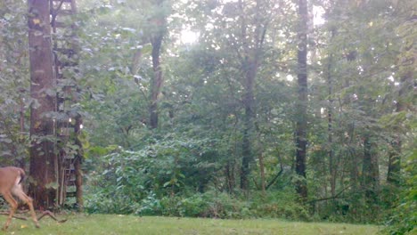 white tail deer - 8-point buck alert and cautiously walks through a clearing in the woods in the upper midwest in late summer