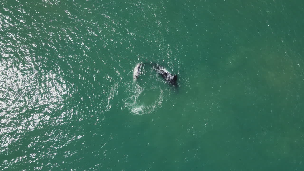 새끼 얼룩고래와 남방 오른쪽 어미