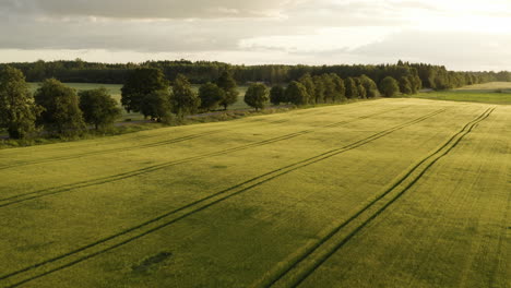 Cultivo-De-Campo-De-Hierba-De-Cereal,-Patrones-De-Granja-Rural-Al-Atardecer,-Vista-Aérea