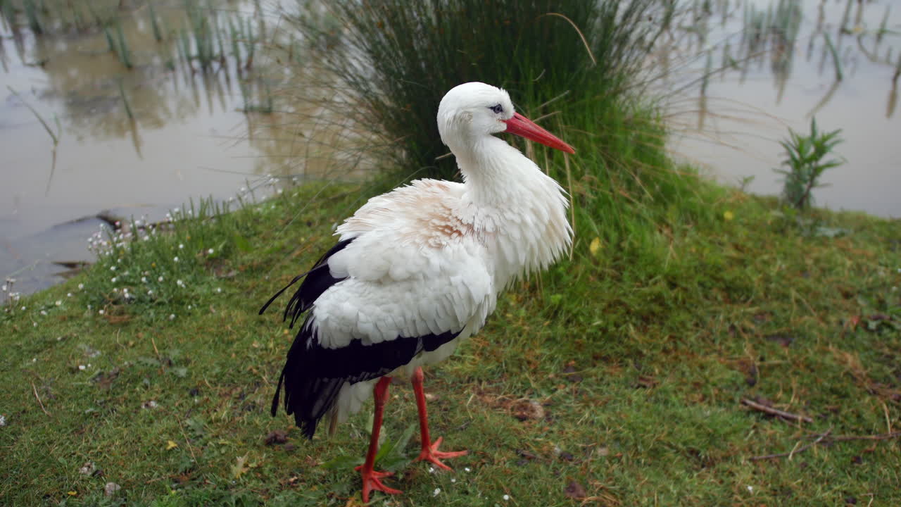 una cigüeña arruinando las plumas en una orilla del río