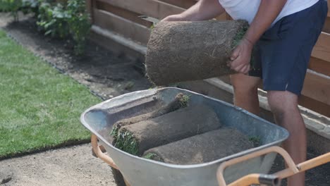 gardener laying lawn in private yard with wooden fence