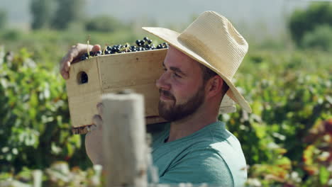 la cosecha de uvas en un viñedo