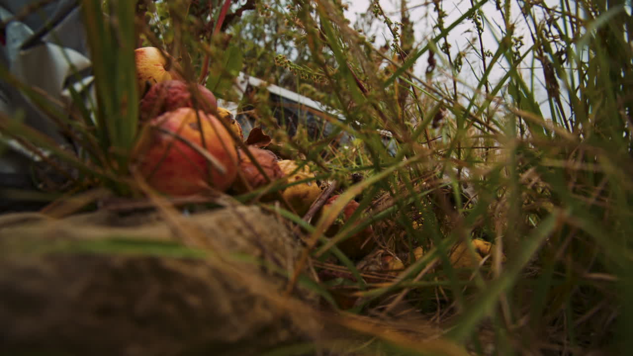 풀밭에 땅에 누워 있는 썩은 사과