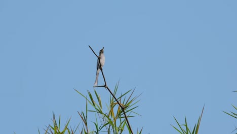 Ein-Aschendrongo-Dicrurus-Leucophaeus-Blickt-Von-Seiner-Sitzstange-Auf-Und-Ab-Und-Sitzt-Auf-Einem-Winzigen-Bambuszweig