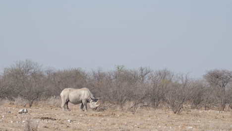 Spitzmaulnashorn-Grasen-Auf-Trockenem-Grasland-In-Afrika