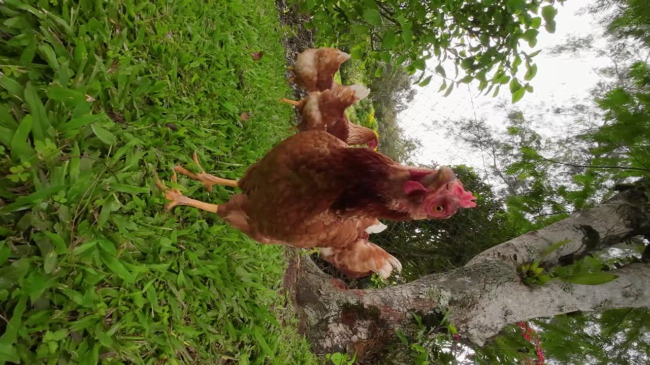 el pollo rojo gracioso mira fijamente la cámara en primer plano