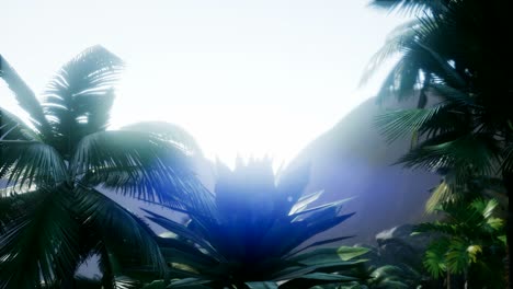 Sunset-Beams-through-Palm-Trees