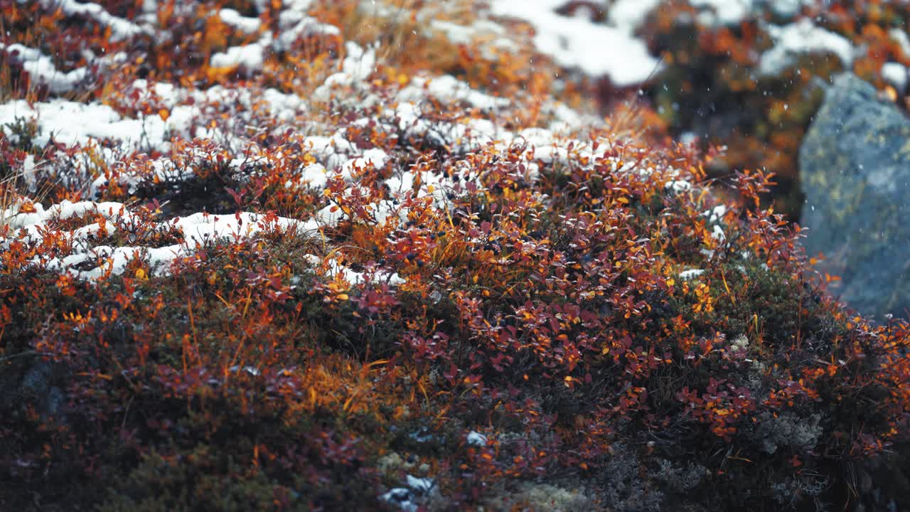 la delicada nieve cubre el follaje rojo y naranja de la tundra, marcando la transición estacional del otoño al invierno.