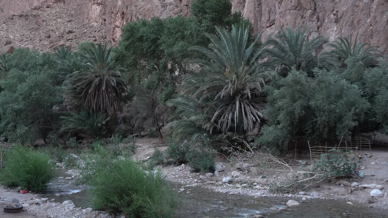 On the slope of a desert mountain with many palms growing near a very shallow small river. It creates a beautiful cinematic scene