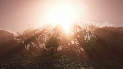 Sunset-Beams-through-Palm-Trees