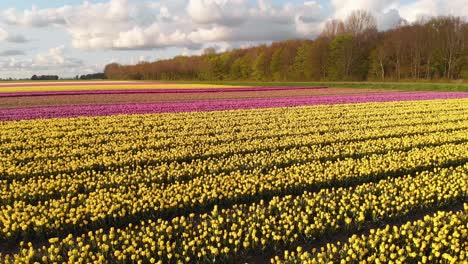 Niederländische-Tulpenfelder-Wachsen-In-Der-Niederländischen-Landschaft,-4k-Bunte-Landschaft