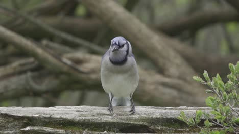 portrait of a blue jay, canadian bird turning head in slow motion