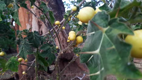escena de campo con frutas de manzana de soda y hojas espinosas