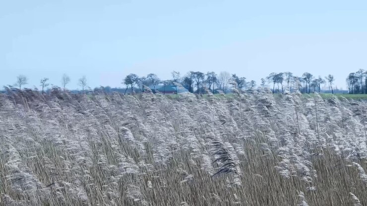 Tranquillo campo di canne mosse dal vento
