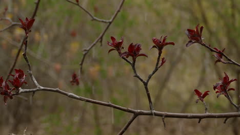 Emerging-Canadian-maple-tree-is-budding-multiple-maple-leaves-on-overcast-rainy-day-in-the-forest