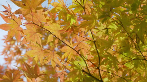 Mirando-Hacia-El-Dosel-De-Follaje-De-Otoño-En-Un-Bosque-Soleado