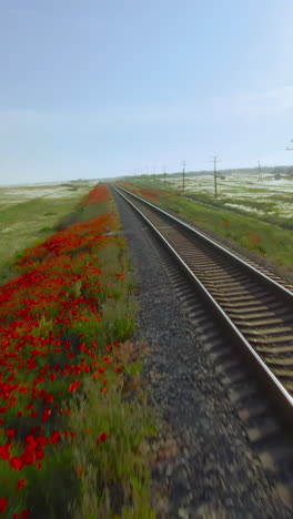 las vías del tren a través de un campo de amapolas rojas