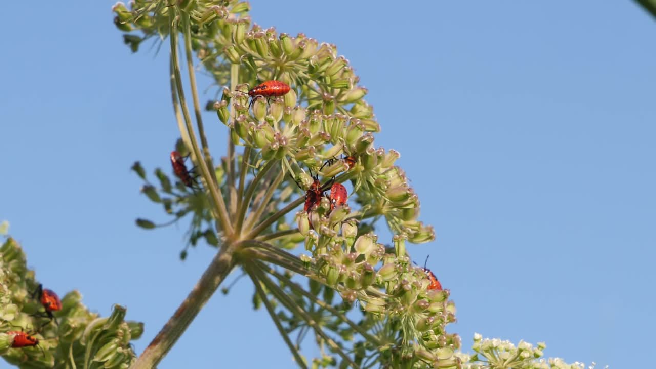 redostethus saxatilis nymphs 푸른 하늘을 배경으로 푸른 식물
