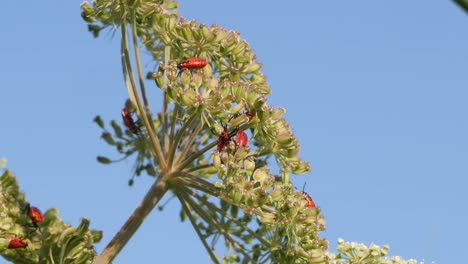 Rote-Spilostethus-Saxatilis-Nymphen-Grüne-Pflanze-Vor-Blauem-Himmelshintergrund