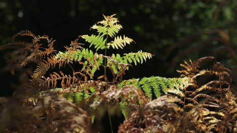 Frühes-Morgenlicht-Auf-Einem-Fleck-Mit-Herbstfarbenem-Adlerfarn,-Der-Dieses-Jahr-Aufgrund-Des-Ausbleibens-Von-Regen-Im-August-Sehr-Früh-Seine-Farbe-Geändert-Hat-1