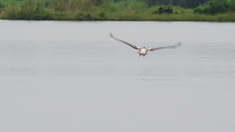 Allein-Gesehen-Und-Hebt-Dann-Vom-Wasser-Ab,-Um-Nach-Rechts-Davonzufliegen,-Fleckenschnabelpelikan-Pelecanus-Philippensis,-Thailand