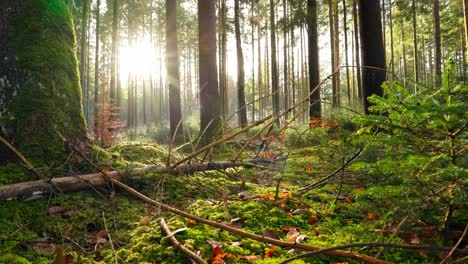 sunlight is shining through an idyllic green mossy forest - sunny timelapse in 4k as background theme for recreation and relaxation