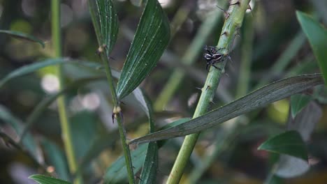 black and white spider exploring a plant stalk