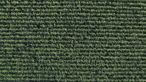 Lines-of-corn-growing-in-rural-area,-aerial-top-down-view