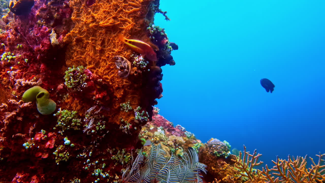 Parete corallina colorata ricoperta di coralli molli, gorgonie e spugne con pesci di barriera che nuotano in acqua blu durante un'immersione subacquea, mostrando vita marina, texture e biodiversità.