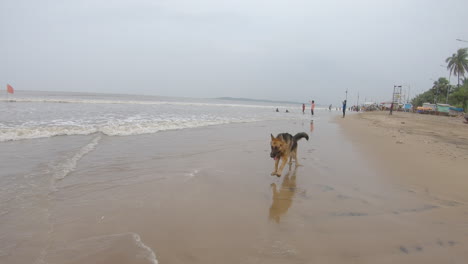 perro saltando en la playa pet buddies k
