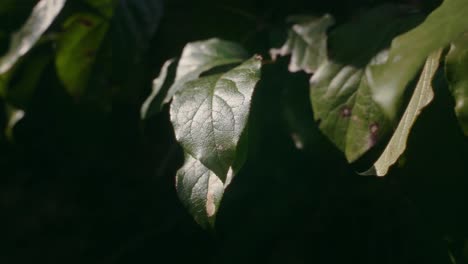 Leafs-moving-around-from-wind-at-sunset-in-forest