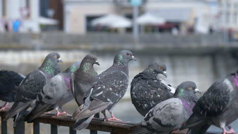 grupo de palomas columbidae salvajes encaramadas en la barandilla de la orilla del río durante la luz del sol al aire libre - primer plano