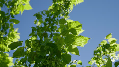 Hojas-Verdes-Coloridas-Se-Mueven-Lentamente-Viento-Verano-Cielo-Azul-Claro-Toma-De-ángulo-Bajo