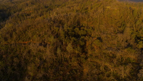 Aerial-flyover-and-pan-up-over-dead-and-thriving-trees-on-the-hills-of-Redding,-California-during-the-sunrise