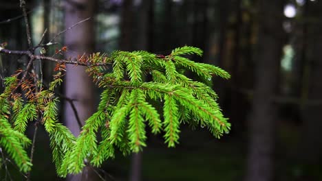 beautiful colorful pinetree in the middle of the forest in fall or autumn