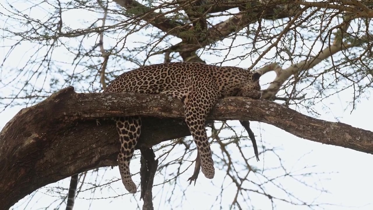 Nahaufnahme eines Leoparden auf einem Ast in einem Baum im Wald, afrikanische Safaritiere, Raubtier auf einer Wildtiersafari in Kenia