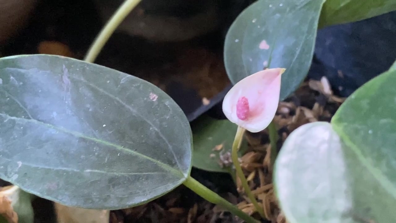 Primo piano di un piccolo fiore di Anthurium rosa in fiore