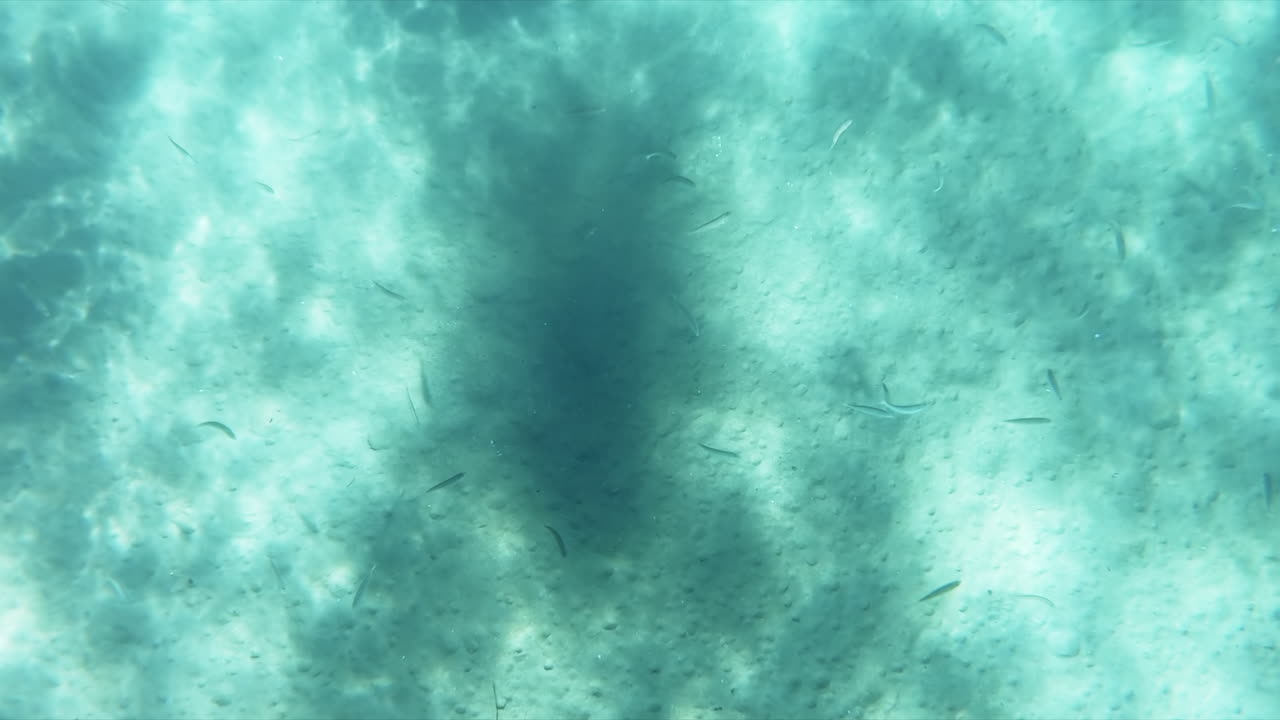 Swimming fishes on the bottom of the Aegean sea visible through the blue water, refraction of light. Greece