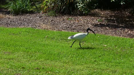 White-ibis-walking-on-the-grassy-lawn-on-a-sunny-day