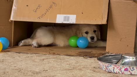 golden retriever puppy laying inside cardboard box