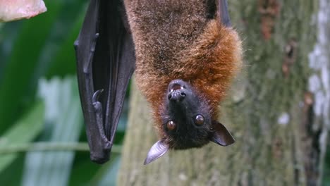 flying fox eating while hanging upside down