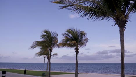 Palmeras-En-Un-Lujoso-Resort-Mexicano