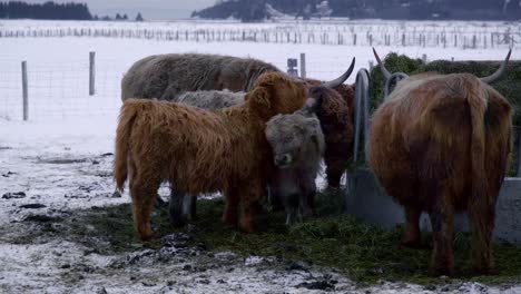 Zwei-Junge-Highlander,-Die-Sich-Im-Winter-Gegenseitig-Schubsen