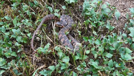juvenile blotched watersnake nerodia erythrogaster transversa coiled in grass