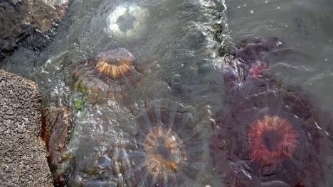 group of jellyfish carried away by the strong tide onto the beach shore