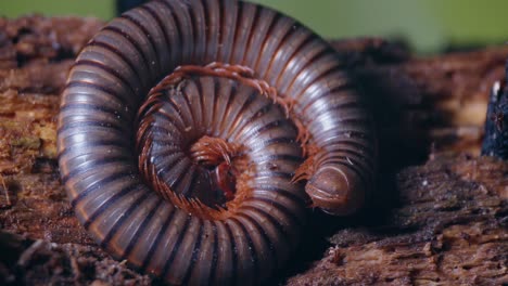 un milpiés yace en una posición enroscada con sus piernas en un movimiento ondulante sobre un trozo de madera podrida para proteger su parte inferior blanda