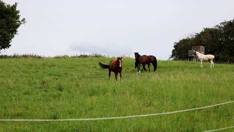 Primer-Plano-De-Hermosos-Caballos-Pastando-En-Un-Campo-Sobre-Hierba-Verde-Y-Exuberante.