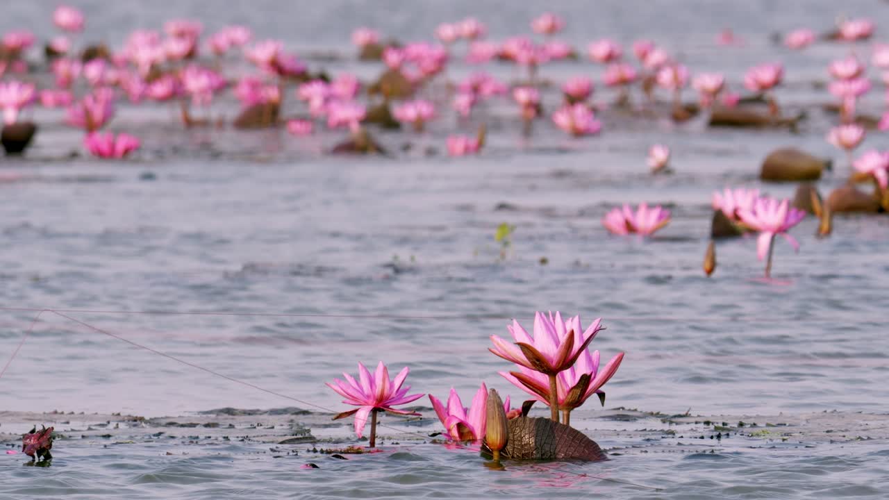 Experience the beauty of lotus flowers thriving in tranquil waters showcasing nature's serenity.