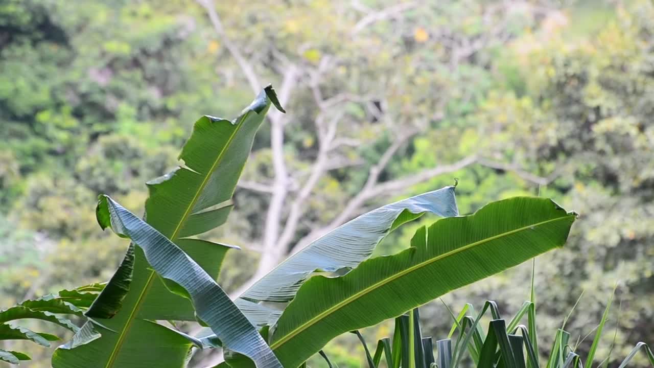 hojas de palma de un gran árbol de plátano ondeando fuertemente en el viento frente a la selva tropical costera de manuel antonio, costa rica